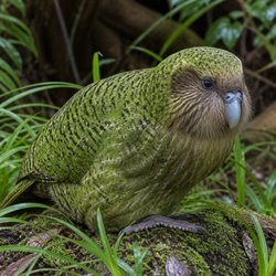 Kakapo Identification Guide