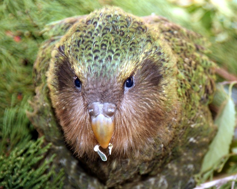 Kakapo Identification Guide