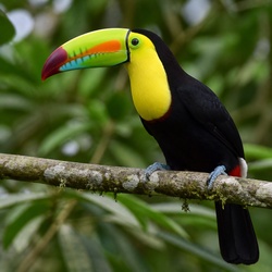 Keel-billed Toucan Identification Guide