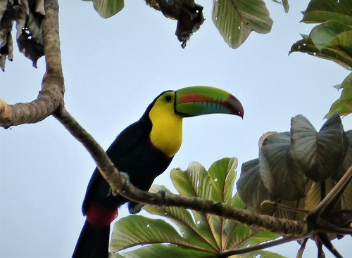 Keel-billed Toucan