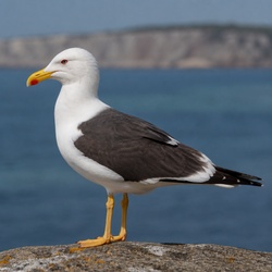 Kelp Gull Identification Guide
