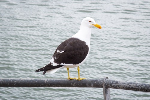 Kelp Gull