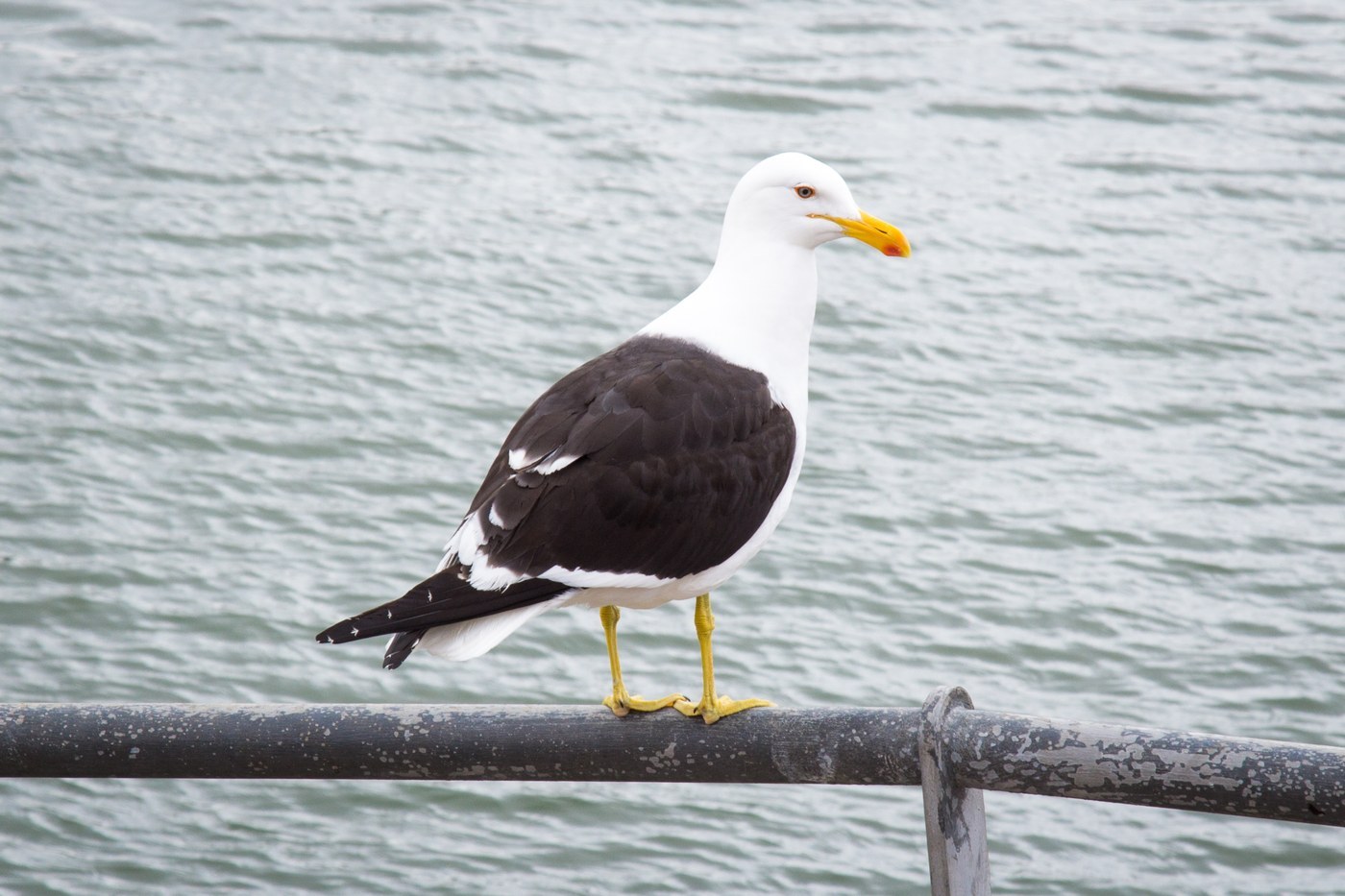 Kelp Gull (Larus dominicanus)