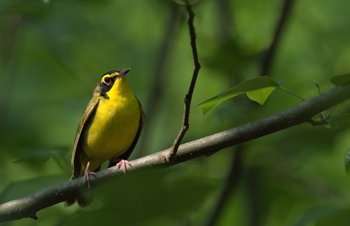 Kentucky Warbler