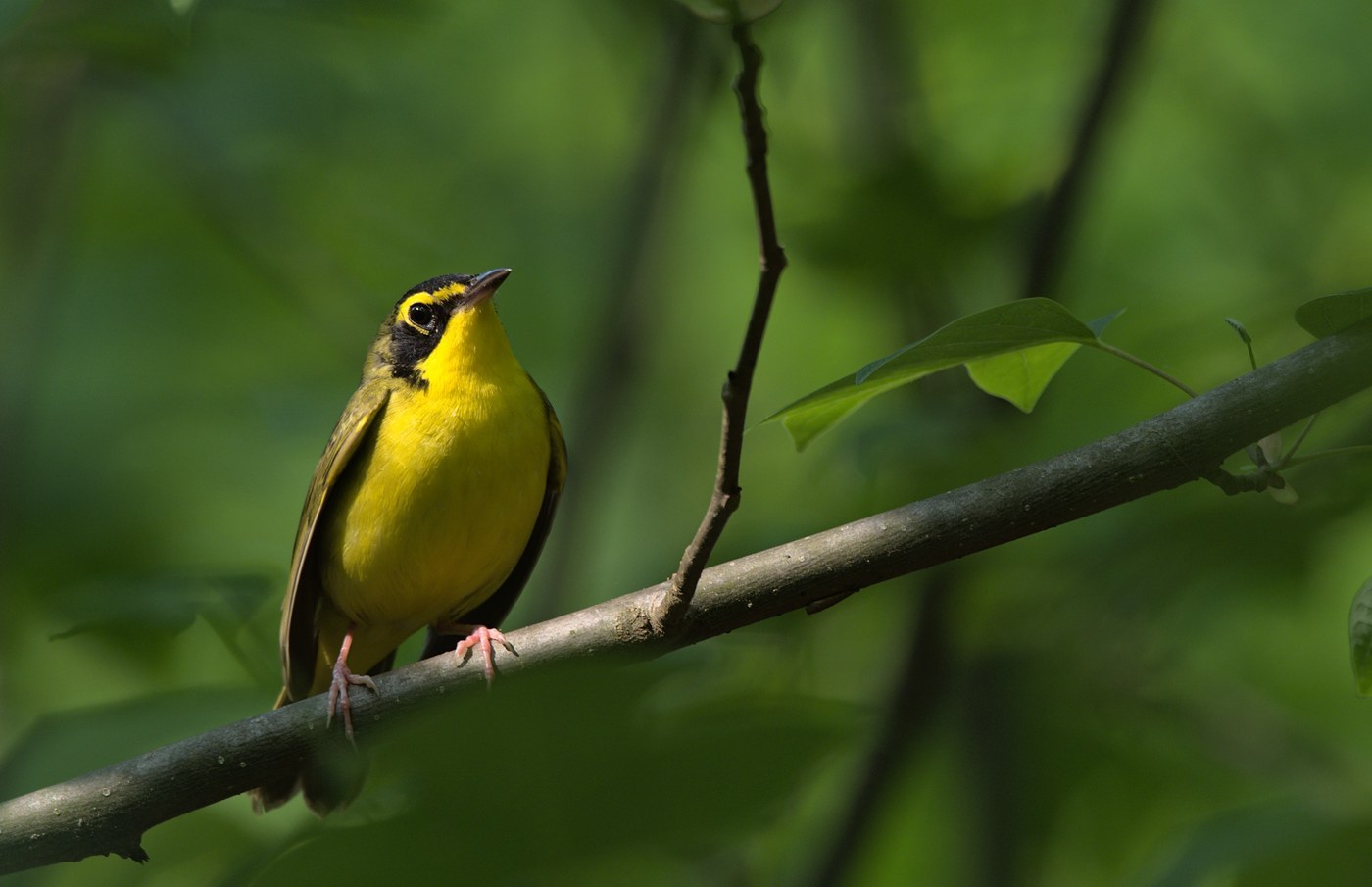 Kentucky Warbler (Geothlypis formosa)