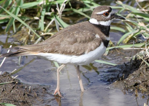 Killdeer