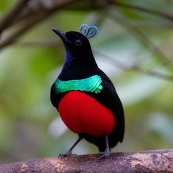 King Bird-of-paradise Identification Guide