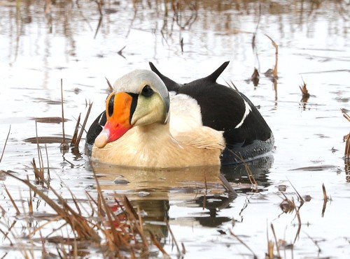 King Eider