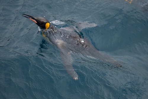 King Penguin