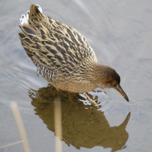 King Rail