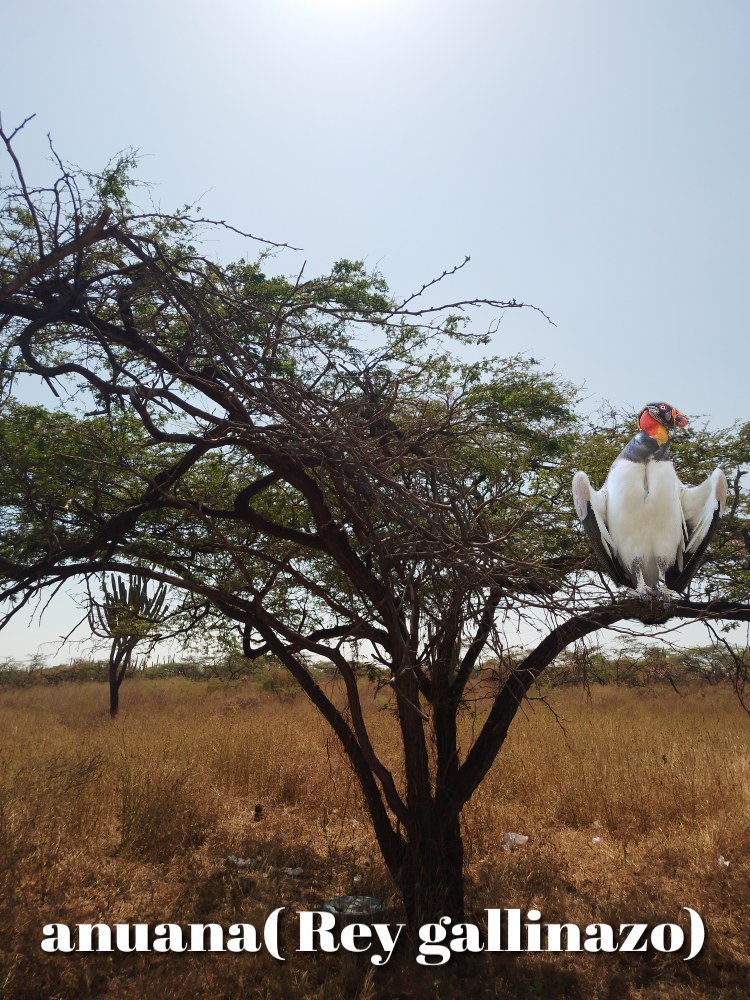 King Vulture (Sarcoramphus papa)