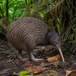 Kiwi Identification Guide