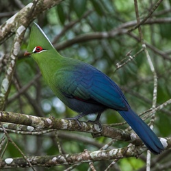 Knysna Turaco Identification Guide