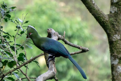Knysna Turaco