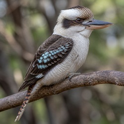 Kookaburra Identification Guide