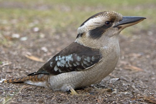 Kookaburra
