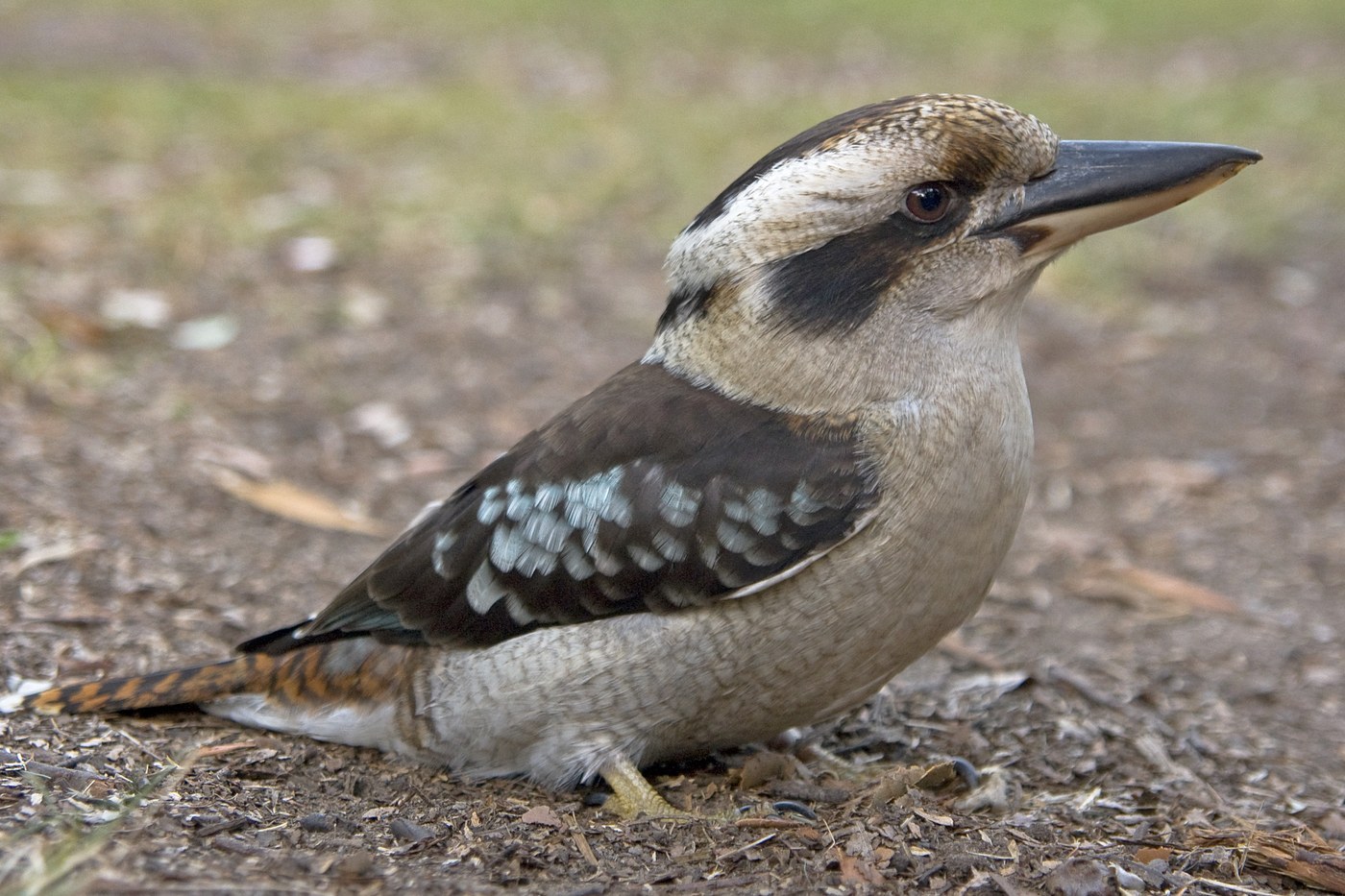 Kookaburra Identification Guide