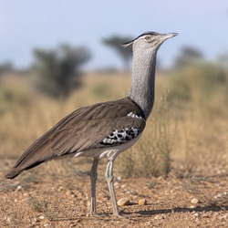 Kori Bustard Identification Guide