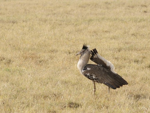 Kori Bustard