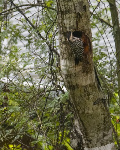 Ladder-backed Woodpecker