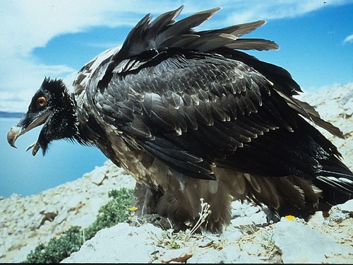 Lammergeier