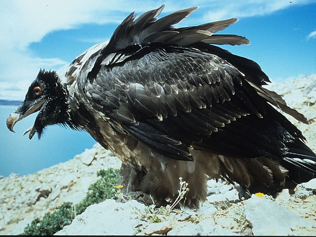 Lammergeier (Gypaetus barbatus)