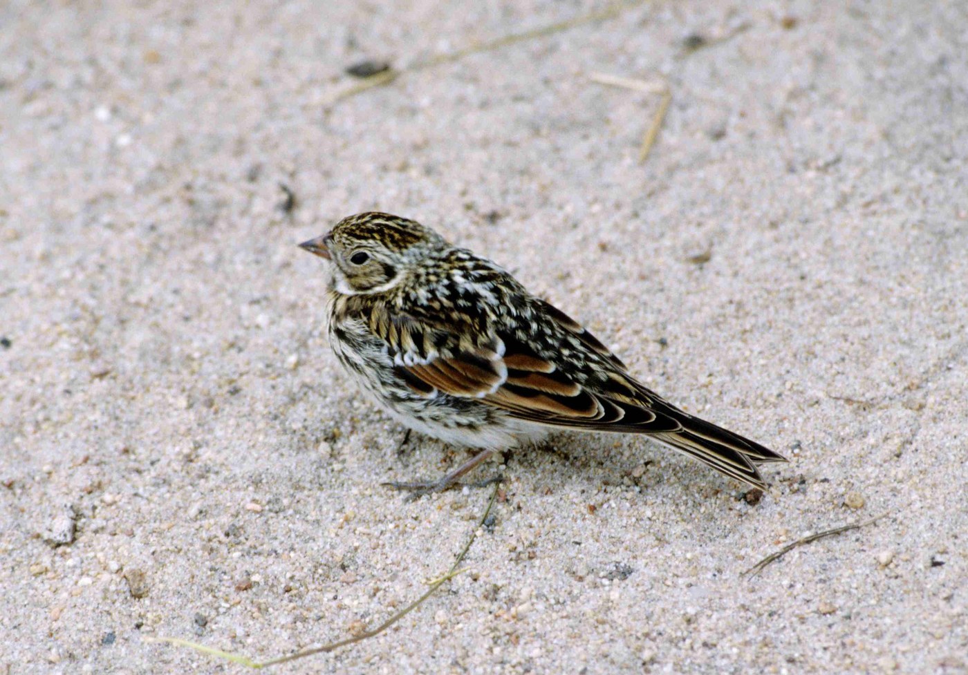 Lapland Longspur (Calcarius lapponicus)