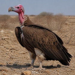 Lappet-faced Vulture Identification Guide