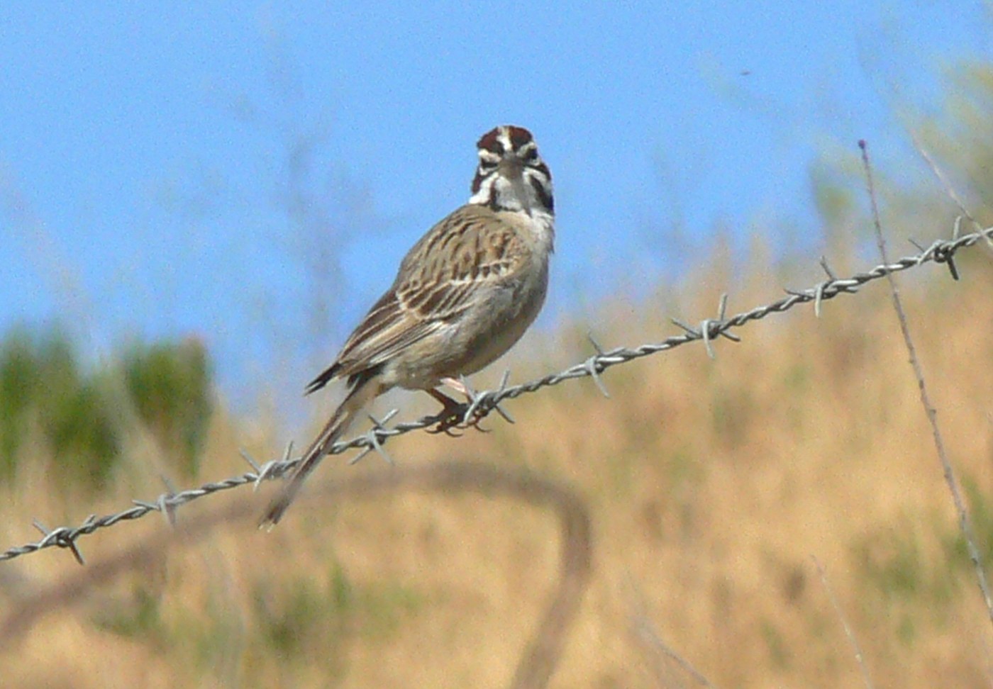Lark Sparrow (Chondestes grammacus)