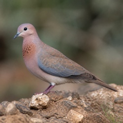 Laughing Dove Identification Guide
