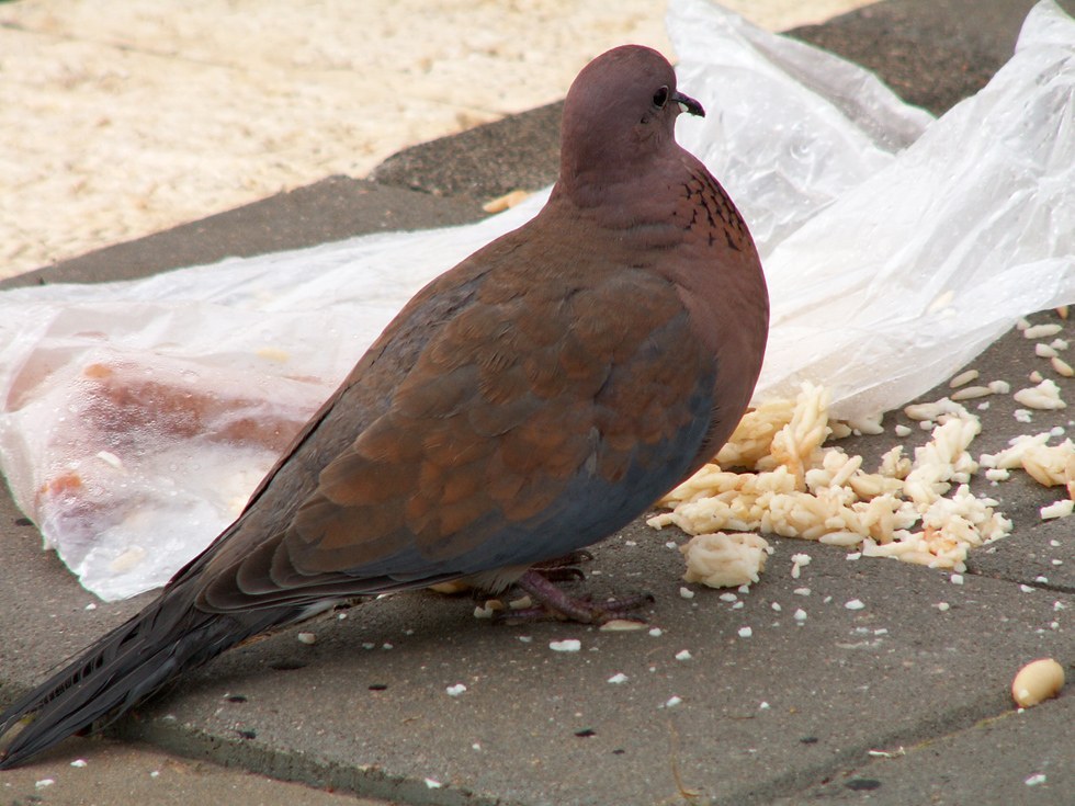 Laughing Dove (Spilopelia senegalensis)