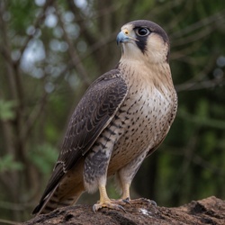 Laughing Falcon Identification Guide