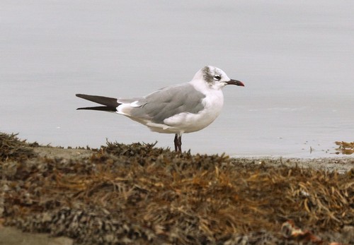 Laughing Gull