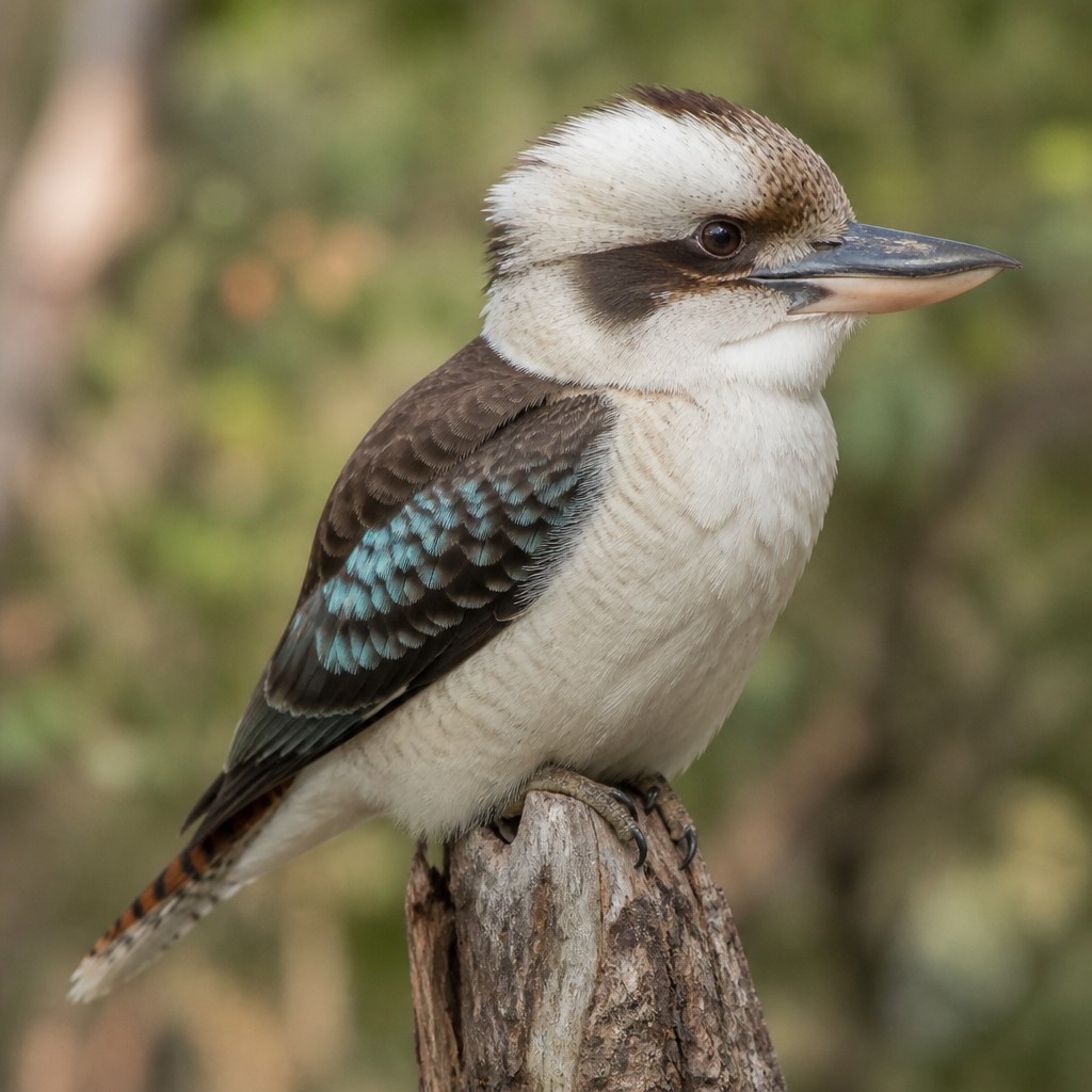 Laughing Kookaburra (Dacelo novaeguineae)