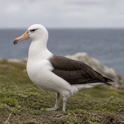Laysan Albatross Identification Guide