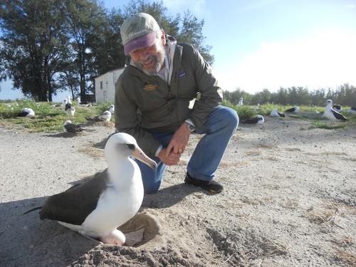 Laysan Albatross