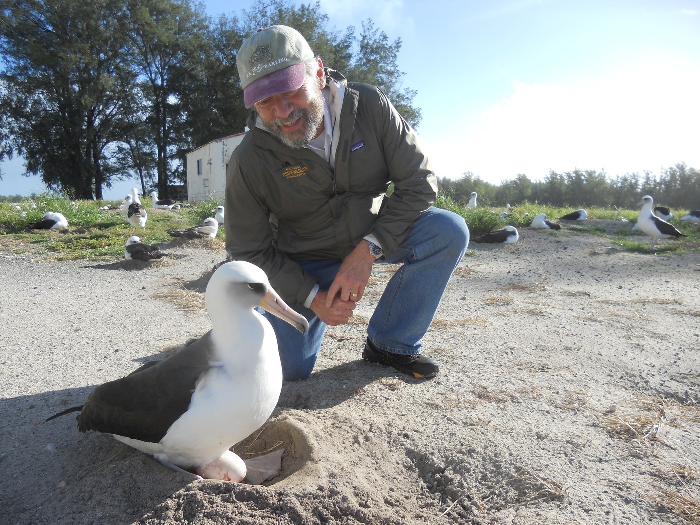 Laysan Albatross (Phoebastria immutabilis)