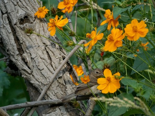 Lazuli Bunting