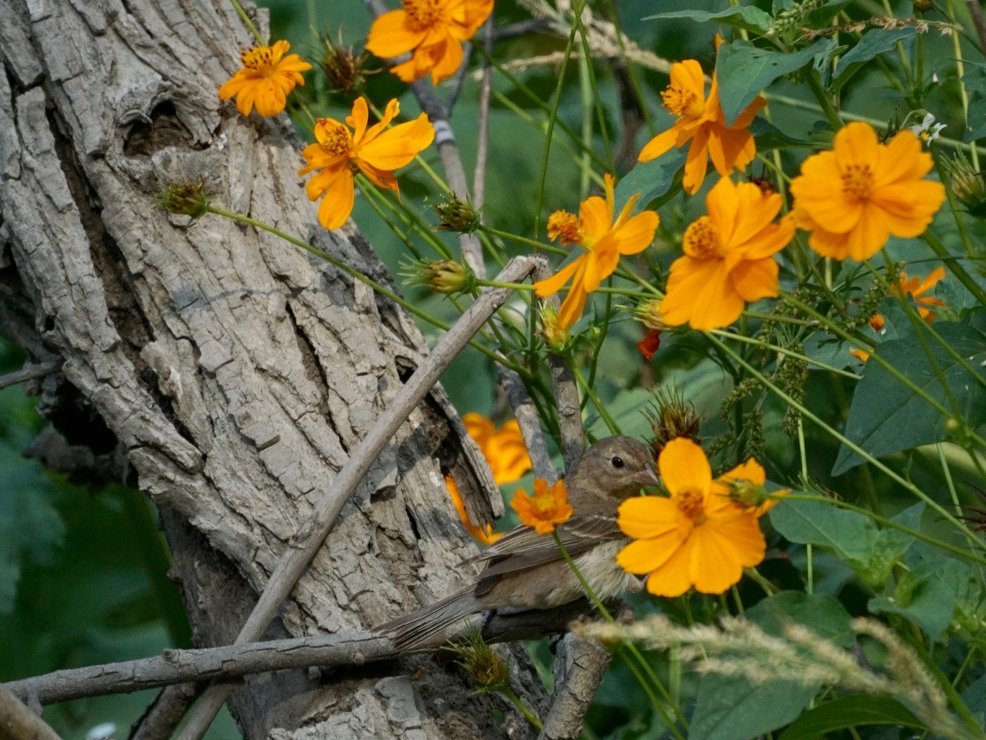 Lazuli Bunting (Passerina amoena)