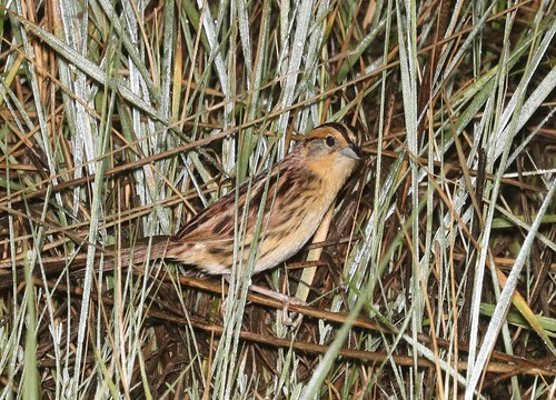 Le Conte's Sparrow