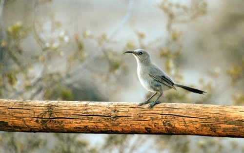 Le Conte's Thrasher