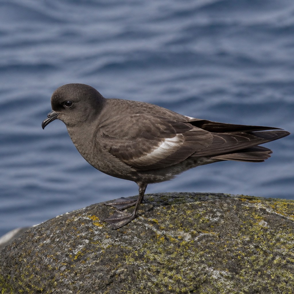 Leach's Storm-Petrel (Hydrobates leucorhous)
