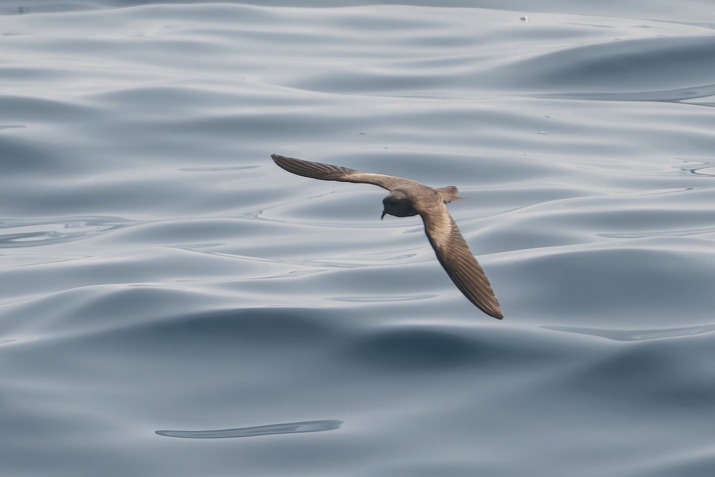 Leach's Storm-Petrel (Hydrobates leucorhous)