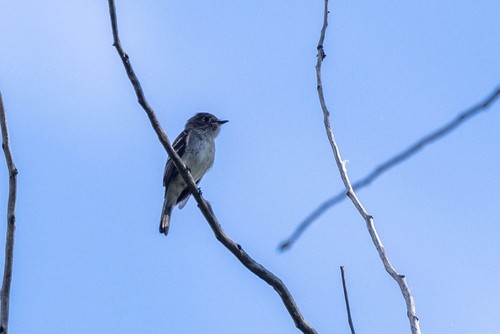 Least Flycatcher