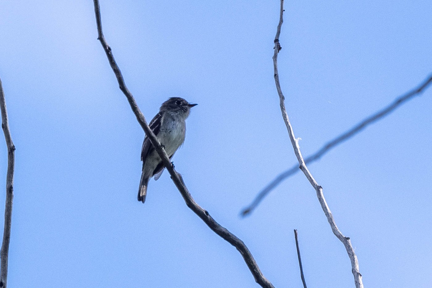 Least Flycatcher (Empidonax minimus)