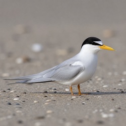 Least Tern Identification Guide