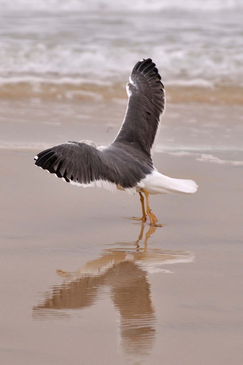 Lesser Black-backed Gull (Larus fuscus)