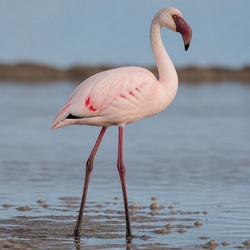 Lesser Flamingo Identification Guide