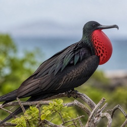 Lesser Frigatebird Identification Guide