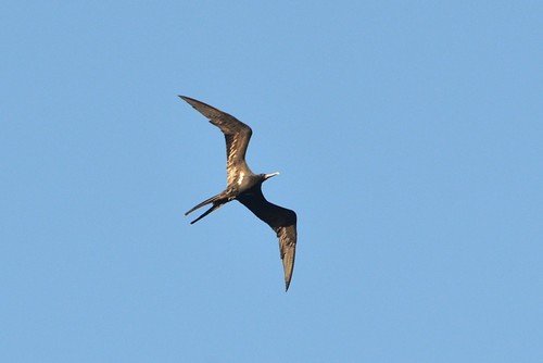 Lesser Frigatebird